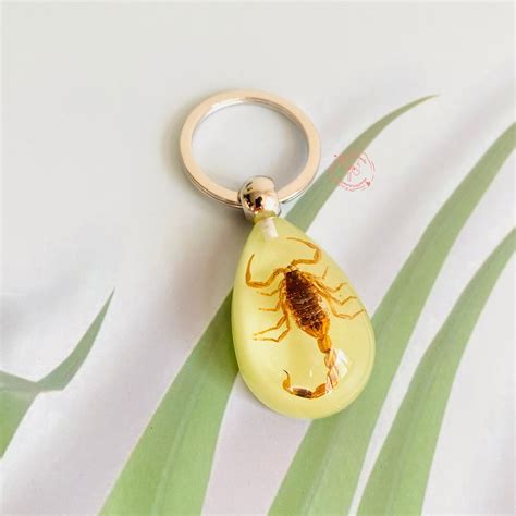 Resin Scorpion Keychain Real Insects Beetles Bugs Scorpions In Resin