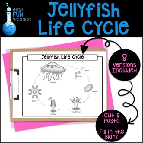 Jellyfish Life Cycle - Classful