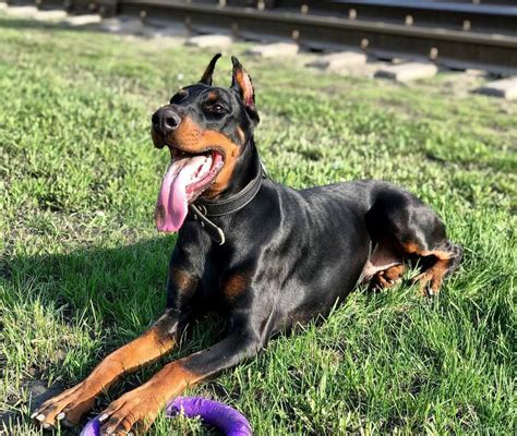 15 Funny Doberman Pinschers That Youll Happy To See The Dogman