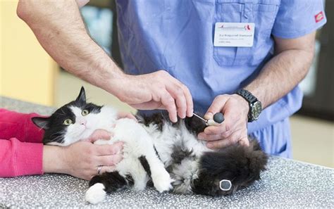 Meet Pooh The Amputee Cat Who Got Bionic Legs Lovecats World