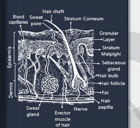 Draw A Labelled Diagram Of The Generalised Vertical Section Of The