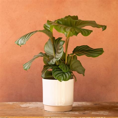 Buy Calathea Goeppertia Orbifolia