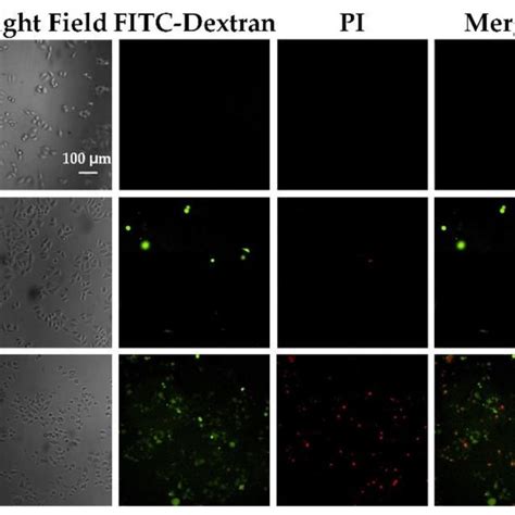 Fluorescence Images Of The Intracellular Delivery Of FD10 For HeLa