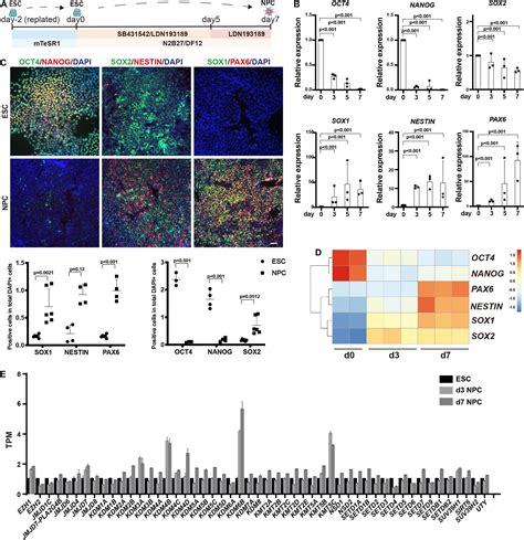 Frontiers Depletion Of Demethylase Kdm6 Enhances Early Neuroectoderm