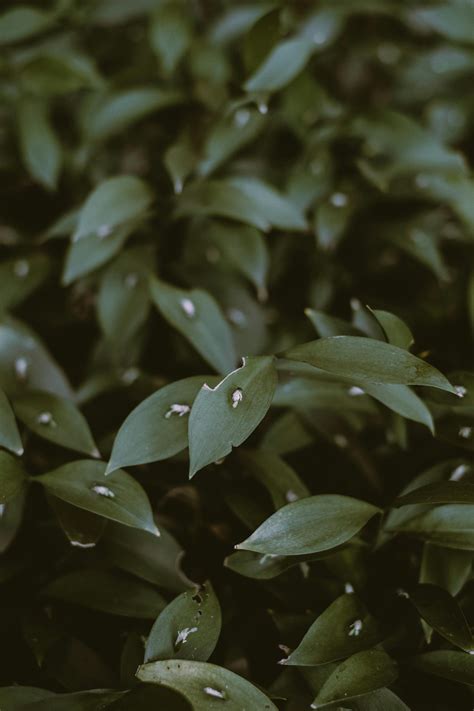 Dark Green Leaves · Free Stock Photo