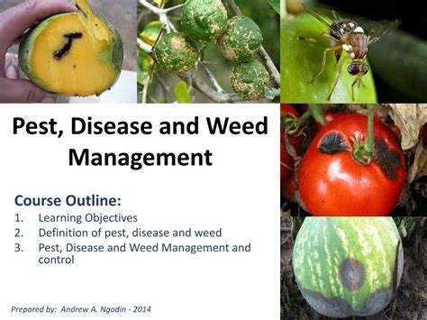 Pdf Pest Disease And Weed Management · 3 Pest