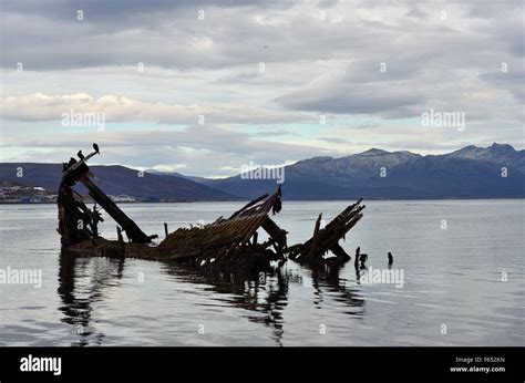 Beautiful Big Black Cormorant Birds Sitting On A Old Wooden Ship Wreck