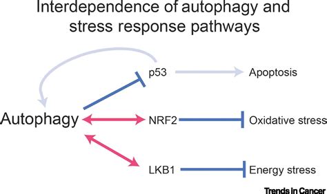 Autophagy Regulates Stress Responses Metabolism And Anticancer