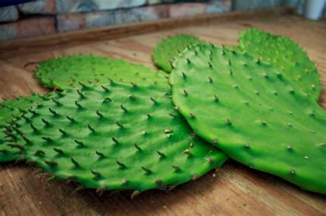 ProducciÓn De Nopal En MÉxico ¿por QuÉ Es Tan Relevante