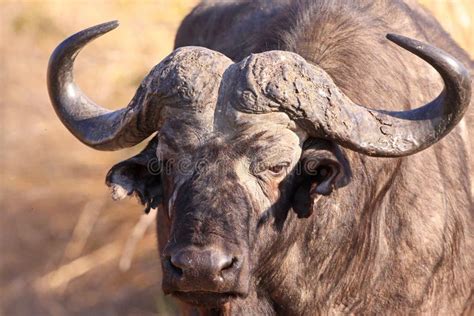 Cape Buffalo Charge Stock Photos Free And Royalty Free Stock Photos