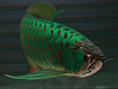 green arowana fish
