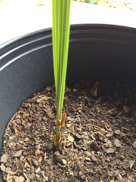 Sylvester Date Palm Tips Discussing Palm Trees Worldwide Palmtalk