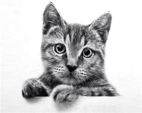 Ilustraci N Realista De Gato Simplemente Hermosa Realistic Cat