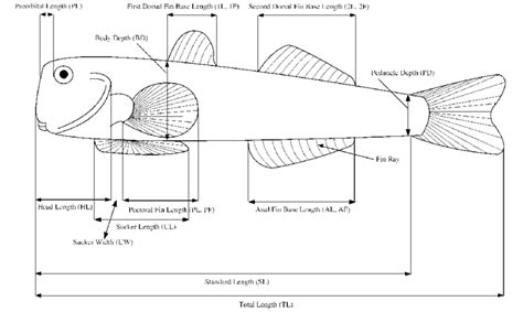 A stylized postlarva with the measurements, counts and representation ...