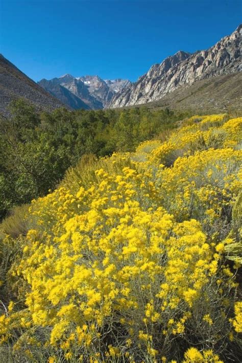 Colorado Native Plants List: 12 Plants For Landscaping And Gardens