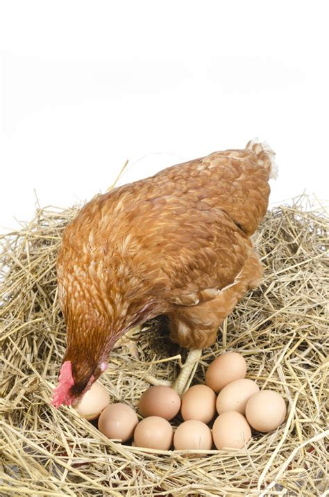 Por qué ponen más huevos las gallinas en primavera