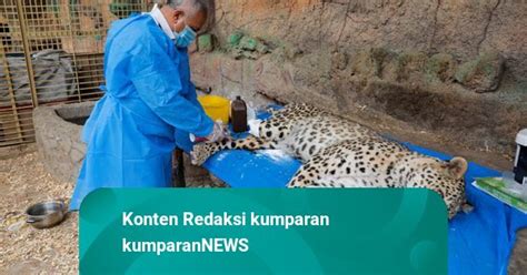 Foto Tim Penyelamat Hewan Irak Selamatkan Macan Tutul Persia Yang