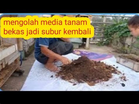 Cara Mengolah Media Tanam Bekas Jadi Subur Kembali Sahabat Awing