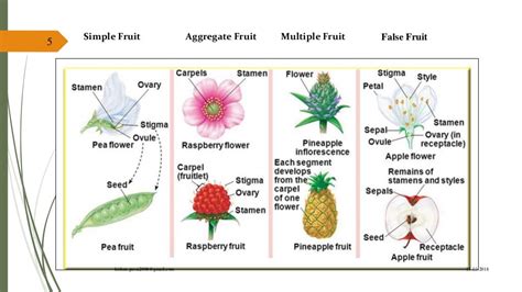 Fruit Morphology And Botanical Classification