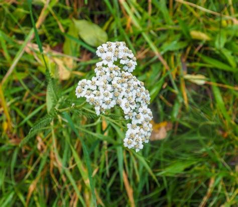 Durham Dales A Walk Through Slitt Wood Baldhiker