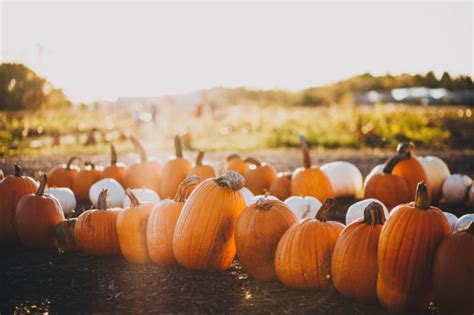 Maryland Pumpkin Patches Fall Festivals And Events