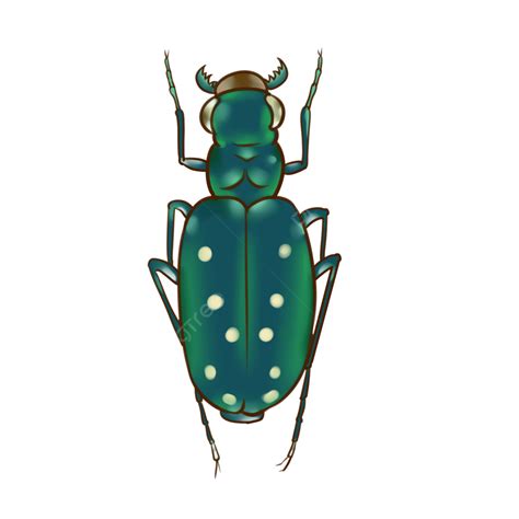 Small Fresh Hd Transparent Hand Drawn Small Fresh Illustration Insect