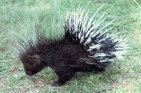 Porcupine - Rodent - Africa