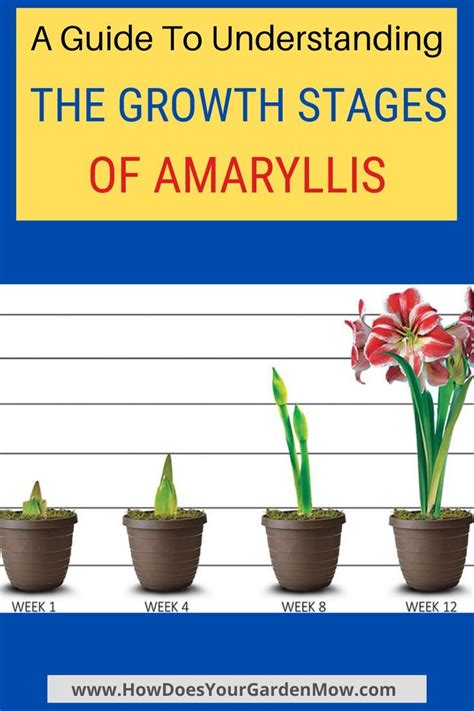 Amaryllis Growth Amaryllis Amaryllis Flowers Amaryllis Care