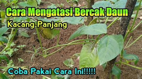 Cara Mengatasi Bercak Daun Pada Tanaman Kacang Panjang YouTube