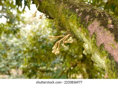 5,756 Durian Flower Images, Stock Photos & Vectors | Shutterstock