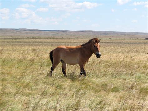 15 Breathtaking Photos Of The Russian Steppe Russia Beyond