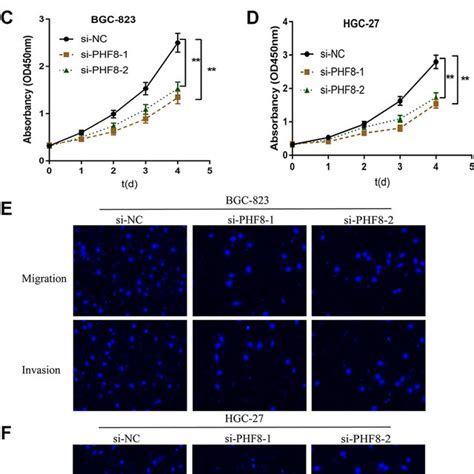 Phf Promoted The Proliferation Migration And Invasion Of Gc Cells A