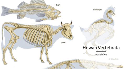 Rangka Hewan Vertebrata 53 Koleksi Gambar