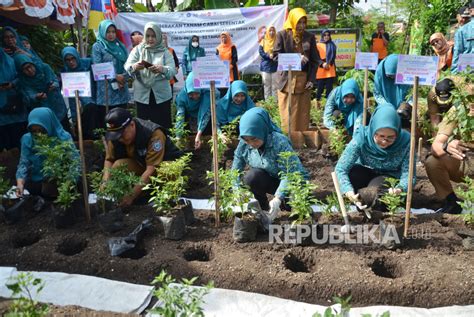 Ibu Ibu Pkk Di Bandung Ikuti Gerakan Tanam Cabai Serentak Republika