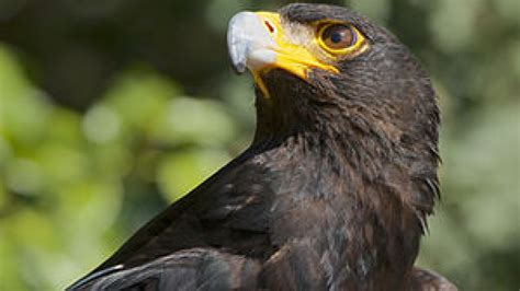Endangered Animals In Indonesia 2020