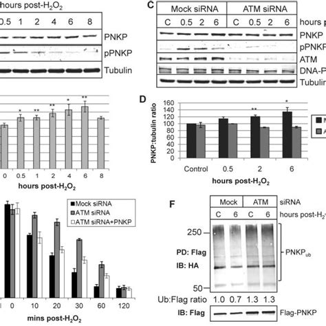 Proposed Mechanism For The Regulation Of Pnkp Protein Levels In