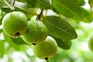 Como Cultivar Guayabas En Maceta Arboles Frutales Guayaba Jard N De