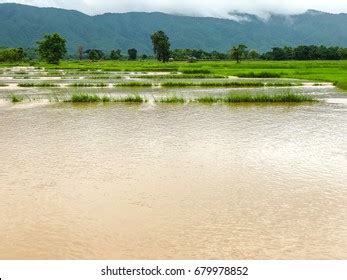 Agriculture Rice Field Flooded Damage After Stock Photo