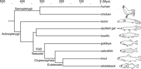 Phylogenetic relationships among lobe-fin (Sarcopterygi | Open-i