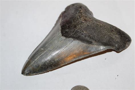 MEGALODON Fossil Shark Teeth Natural No Repairs 4.87" HUGE BEAUTIFUL ...