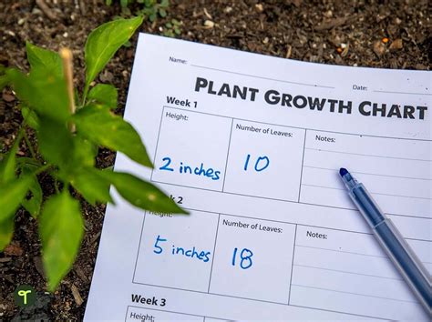 Plant Growth Chart - Worksheet | Teach Starter