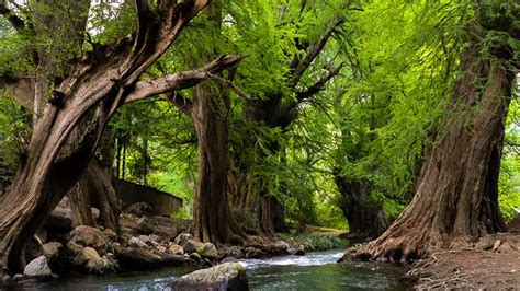 Cuál Es El Origen Del árbol Ahuehuete Que Será Plantado En Glorieta De