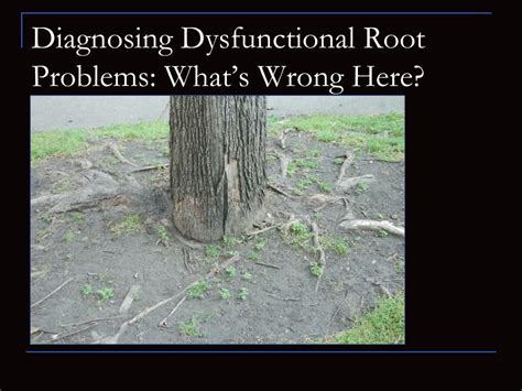 Ppt Dysfunctional Root Systems And Brief Landscape Lives Stem