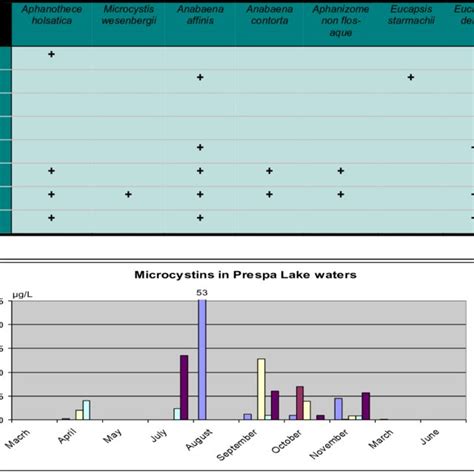 Anabaena affinis bloom in the plankton of Prespa Lake. | Download Scientific Diagram