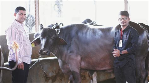 म्हैस पालन व्यवसायातून महिना 2 लाख उत्पन्न यशोगाथा Buffalo Dairy Farm Success Story In Pune