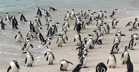 Tafelberg Pingu Ns Kaap Punt Groepsrondleiding Hele Dag Getyourguide