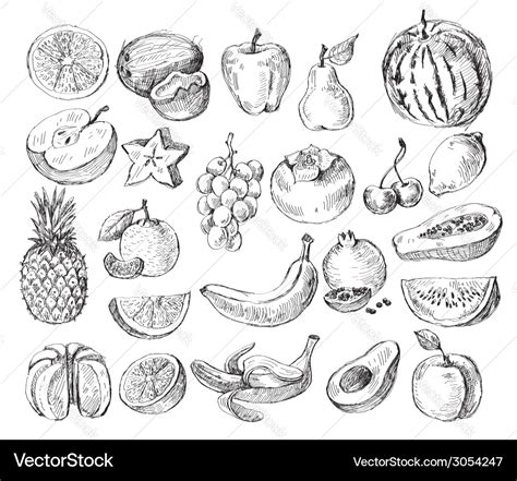 Hand Drawn Fruit Royalty Free Vector Image Vectorstock