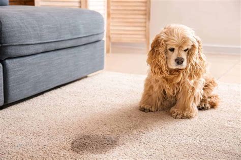 Remove pet stains by cleaning the area as soon as possible