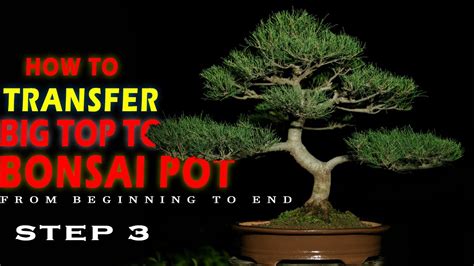 How To Transfer Casuarina Bonsai Big Top To Bonsai Pot With Result Step 3 Bonsai Artisan