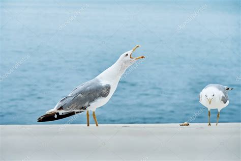 Las Gaviotas Abren Picos Y Gritos Y Buscan Comida En El Paseo Mar Timo